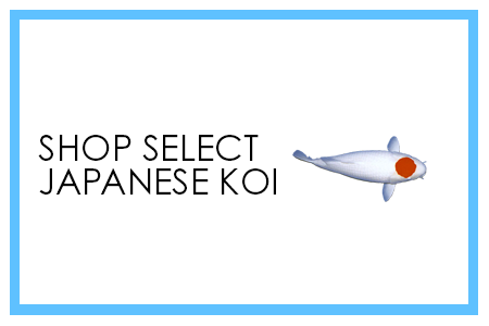Premium Select Japanese Koi