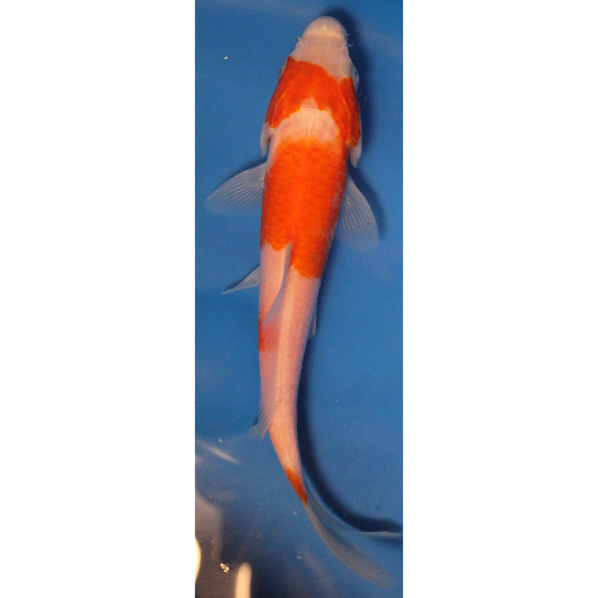 Kohakuページ Koi Variety: Kohaku | Genki Koi - Genkikoi