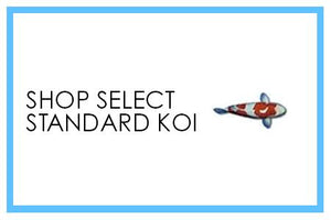 Premium Select Standard Koi