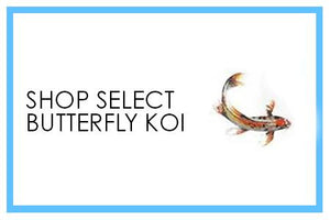 Premium Select Butterfly Koi