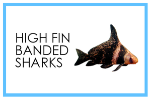 High Fin Banded Sharks
