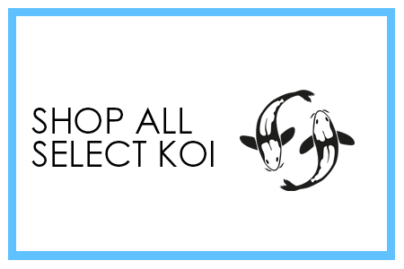 All Premium Select Koi