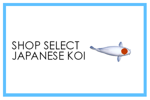 Premium Select Japanese Koi