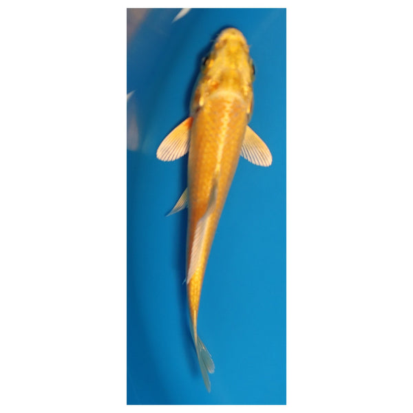 4 inch Yamabuki ogon koi – LiveKoiForSale