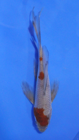5.5" Ochiba Shigure Butterfly