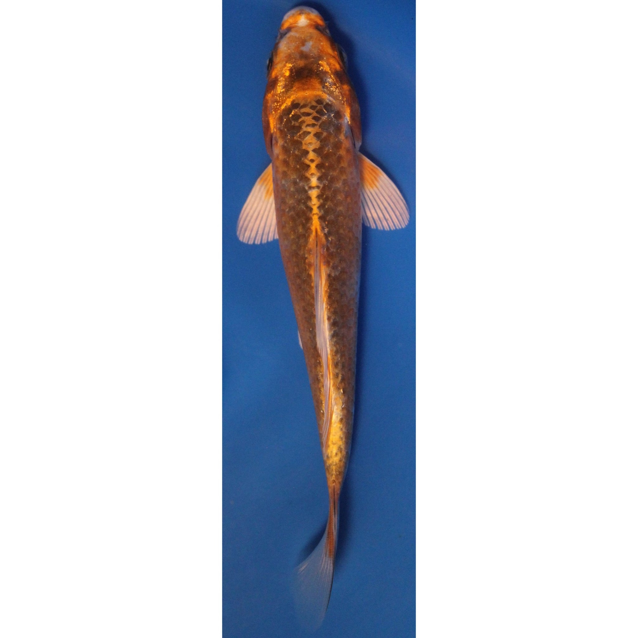 5 inch Metallic Kujaku koi