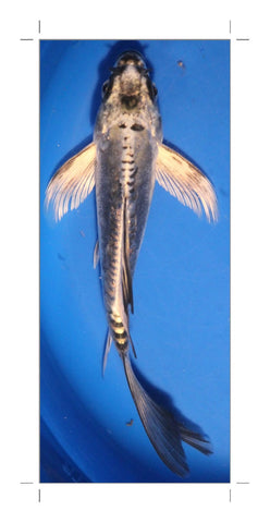 5 inch Silver ghost butterfly koi