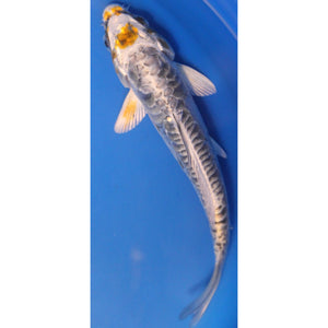 6 inch Blue tancho doitsu koi