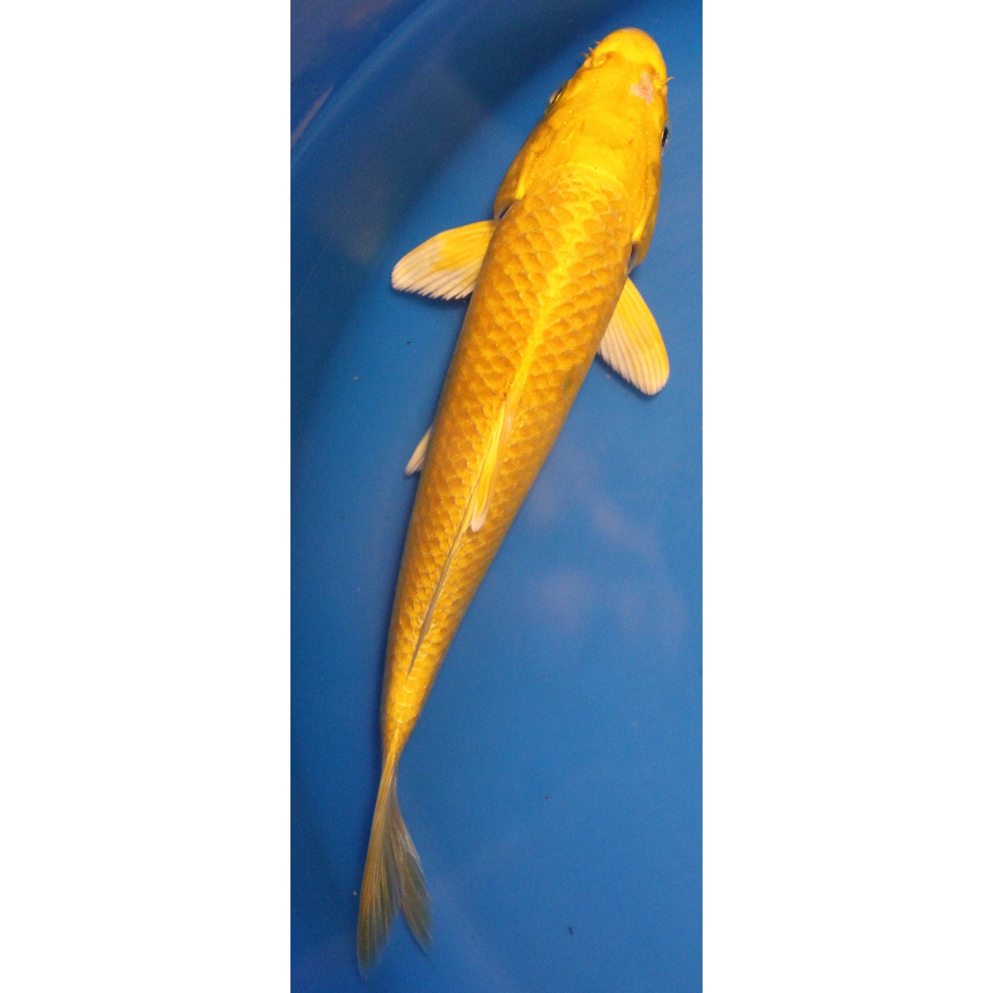 6 inch Ki ogon koi