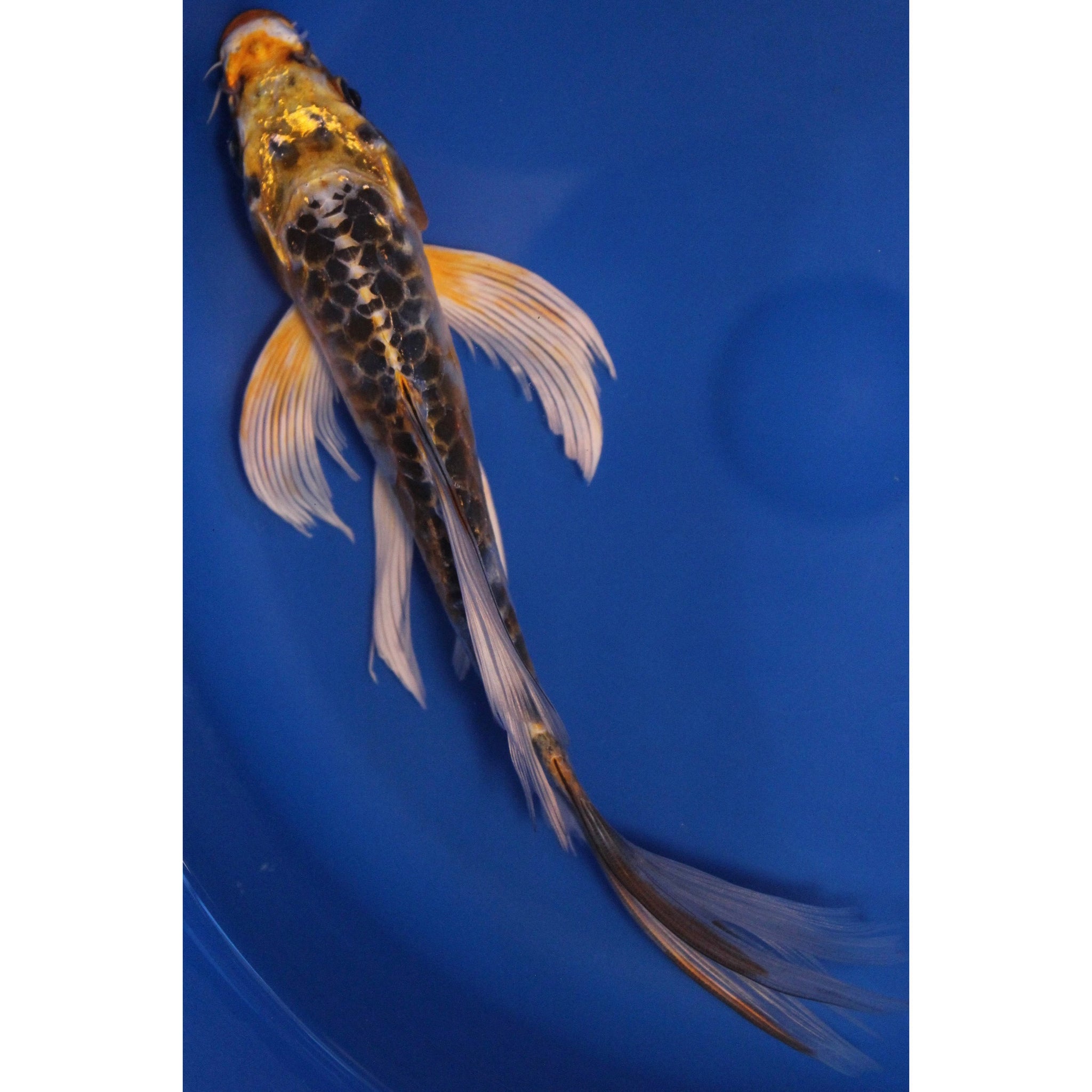 6 inch Kujaki doitsu butterfly koi