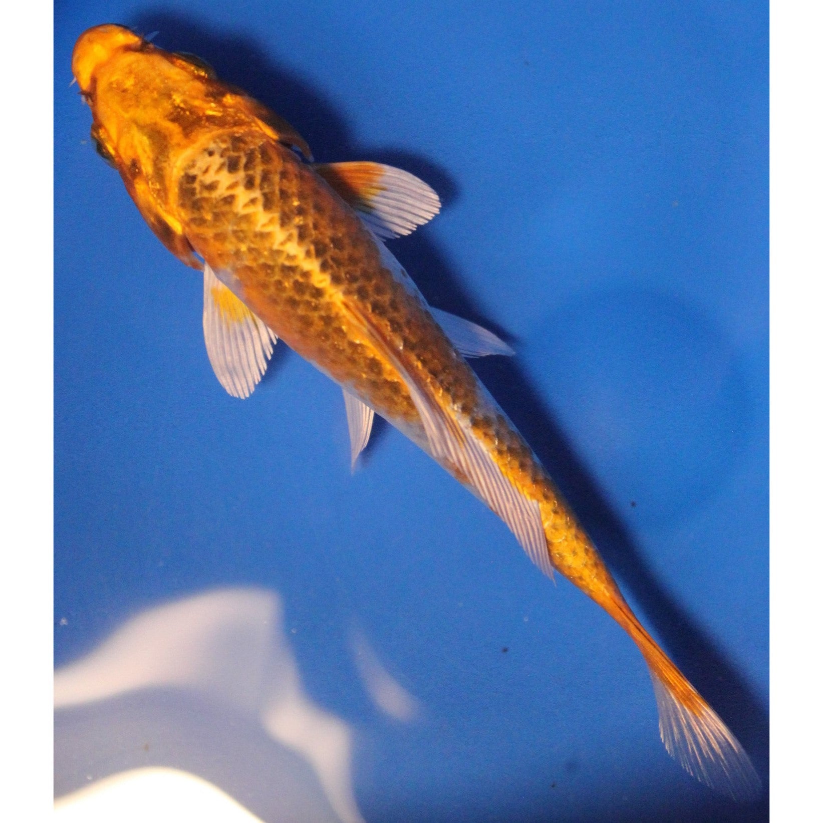 6 inch Kujaku matsuba koi