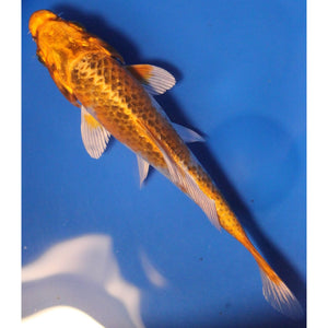 6 inch Kujaku matsuba koi