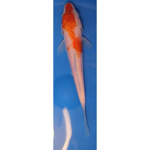 6 inch Maruten kohaku koi