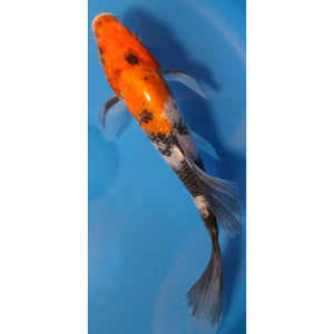 6 inch Sanke butterfly koi