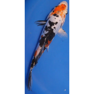 6 inch Sanke doitsu koi