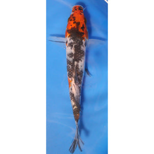 6 inch Showa koi