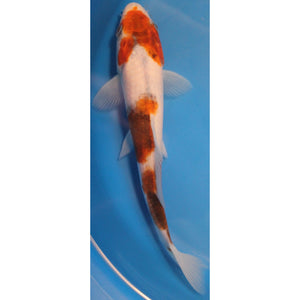 6 inch goromo 1 koi