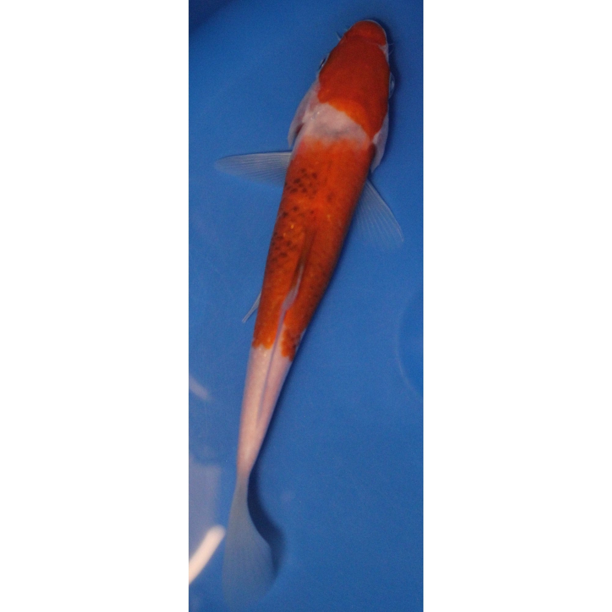 6 inch goromo koi