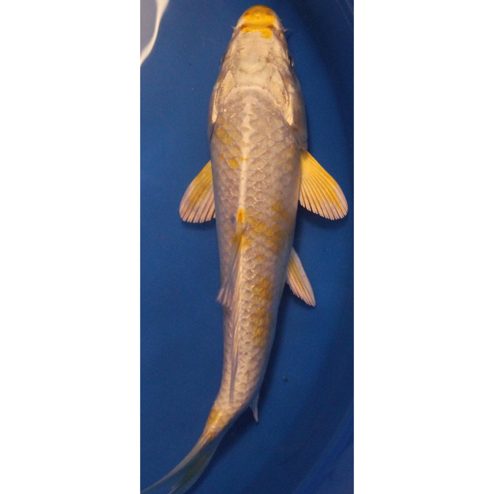 6 inch hariwaki koi