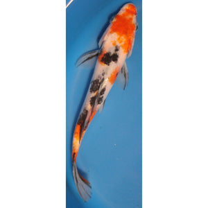 6 inch sanke 1 koi