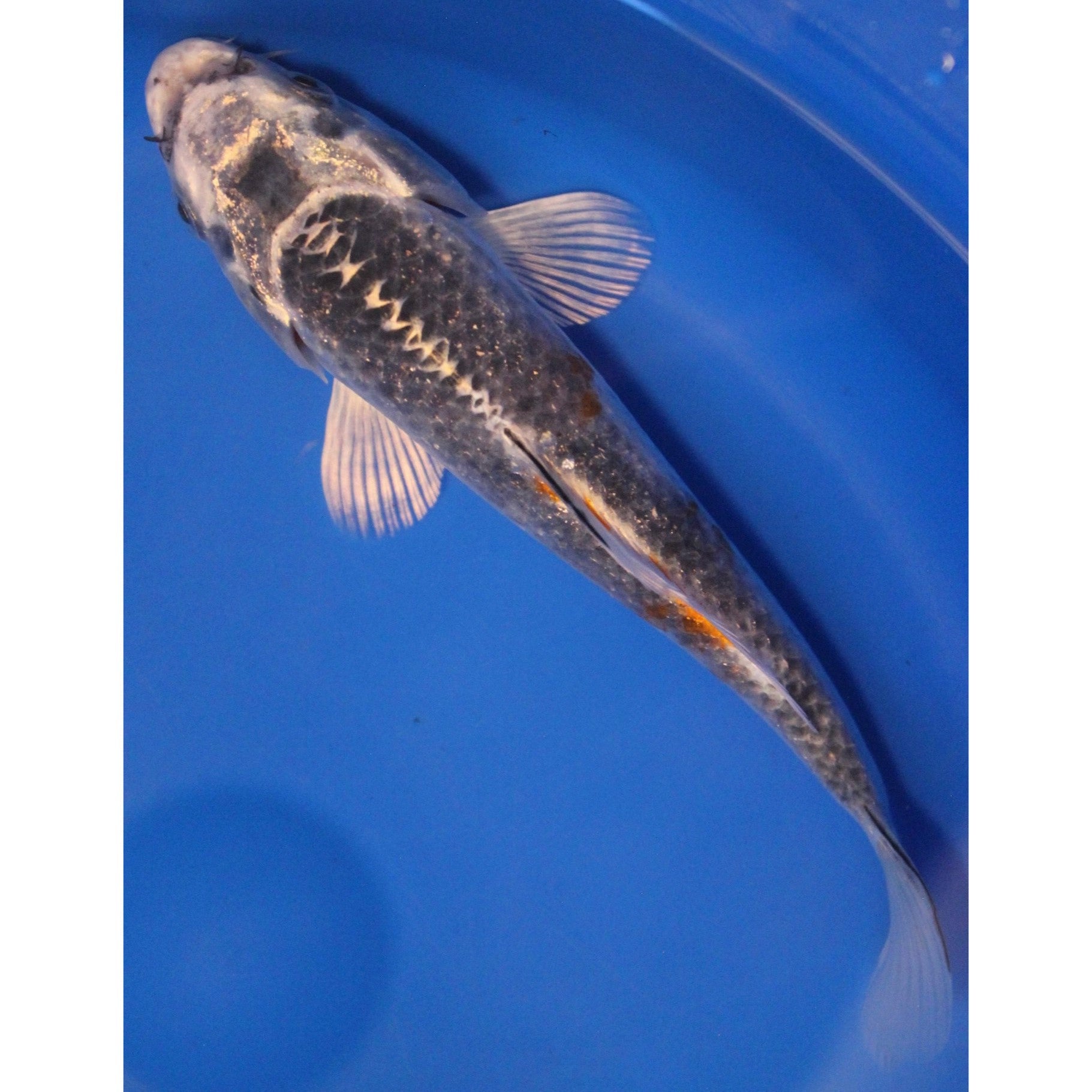 Premium Select Standard Koi – LiveKoiForSale