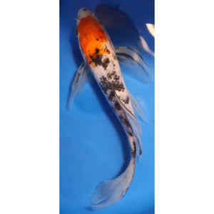 7 inch maruten sanke butterfly koi