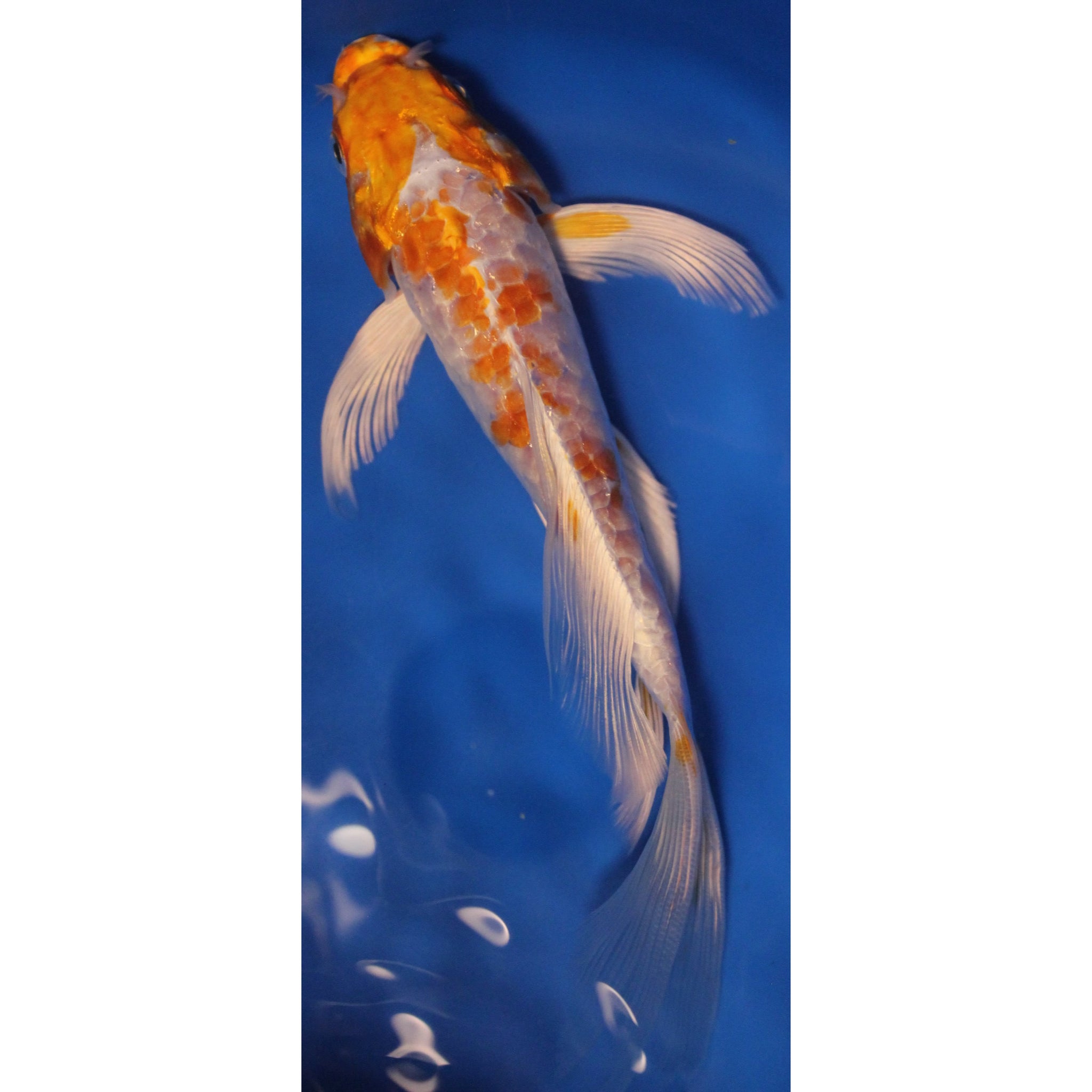 Premium Select Butterfly Koi – LiveKoiForSale