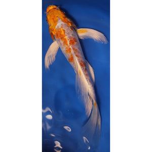 7 inch orenje hariwaki butterfly koi