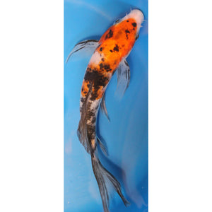 7 inch sanke butterfly 1  koi