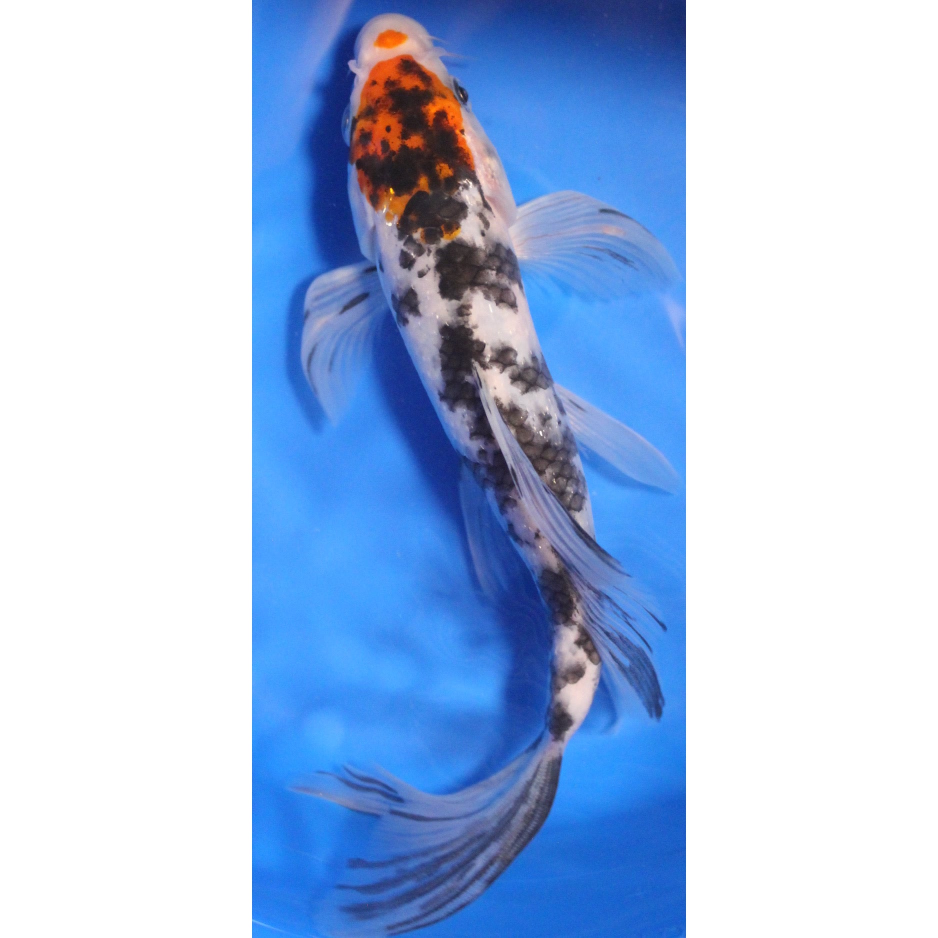 7 inch sanke butterfly koi