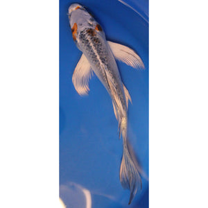 7 inch shiro matsuba butterfly koi