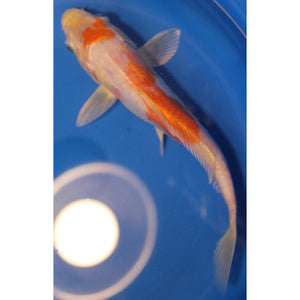 7 inch tancho doitsu koi