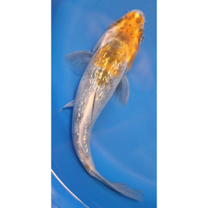 7 inch yellow sanke gin rin koi