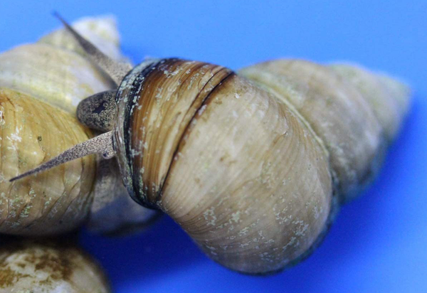 20 Pack of Trapdoor Snails (Free Shipping)