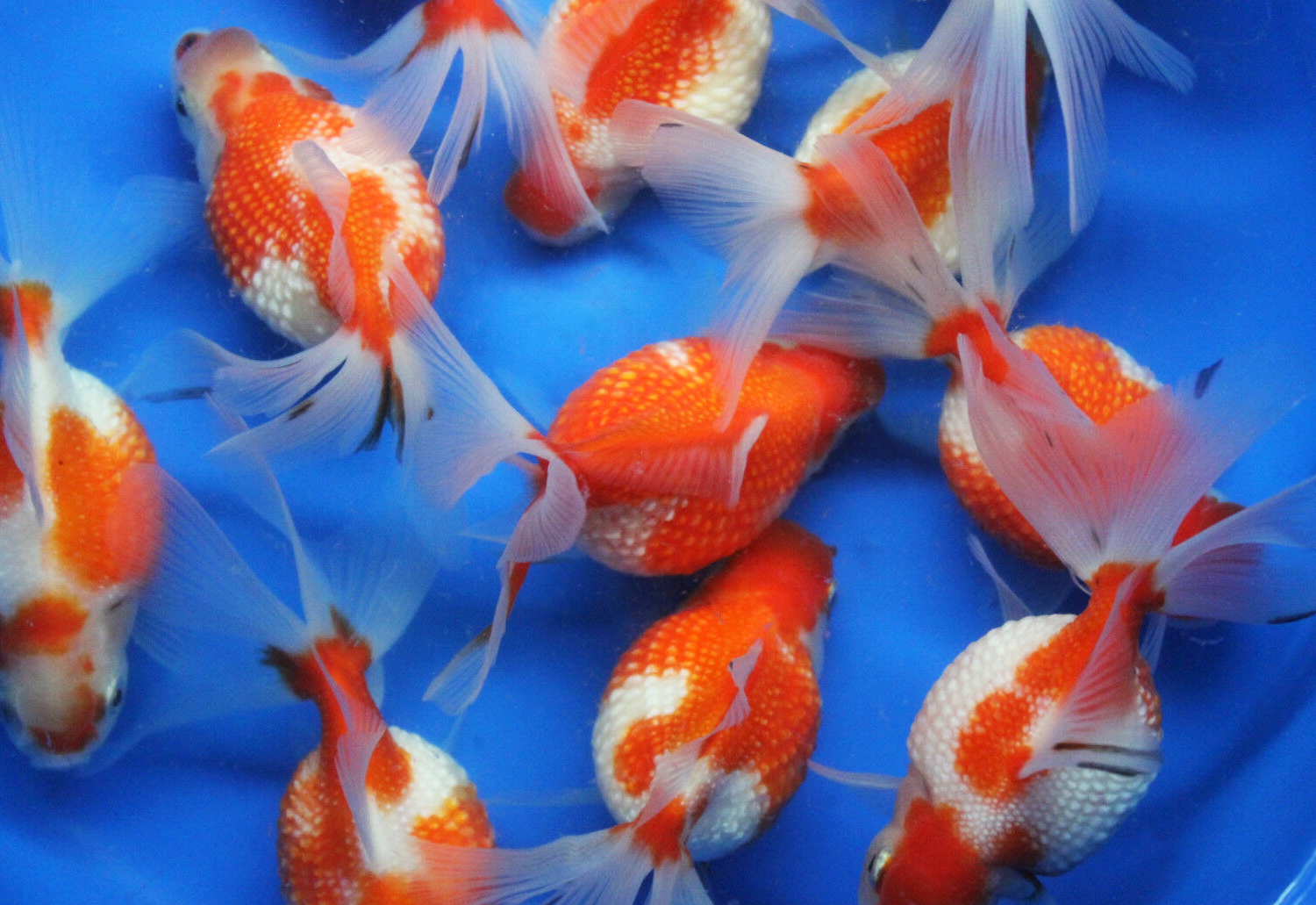 Crown Pearlscale Goldfish Pearlscale Goldfish | Golfish | Aquarium