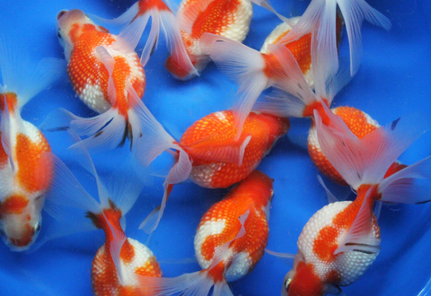 Crown Pearlscale Goldfish
