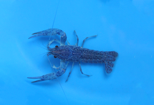 2-3 inch Blue Crayfish