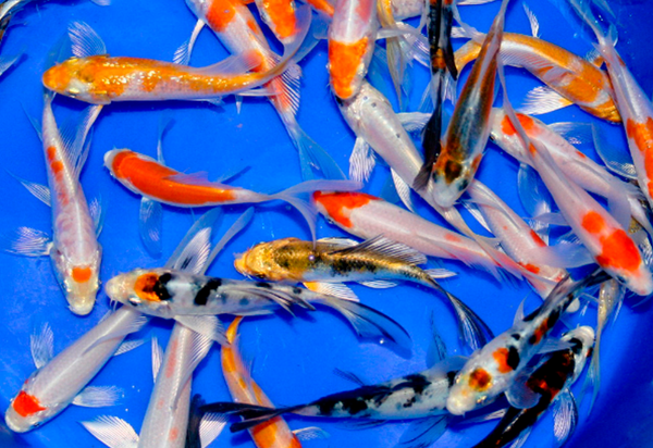 10 pack of Select 3-inch Mixed Koi