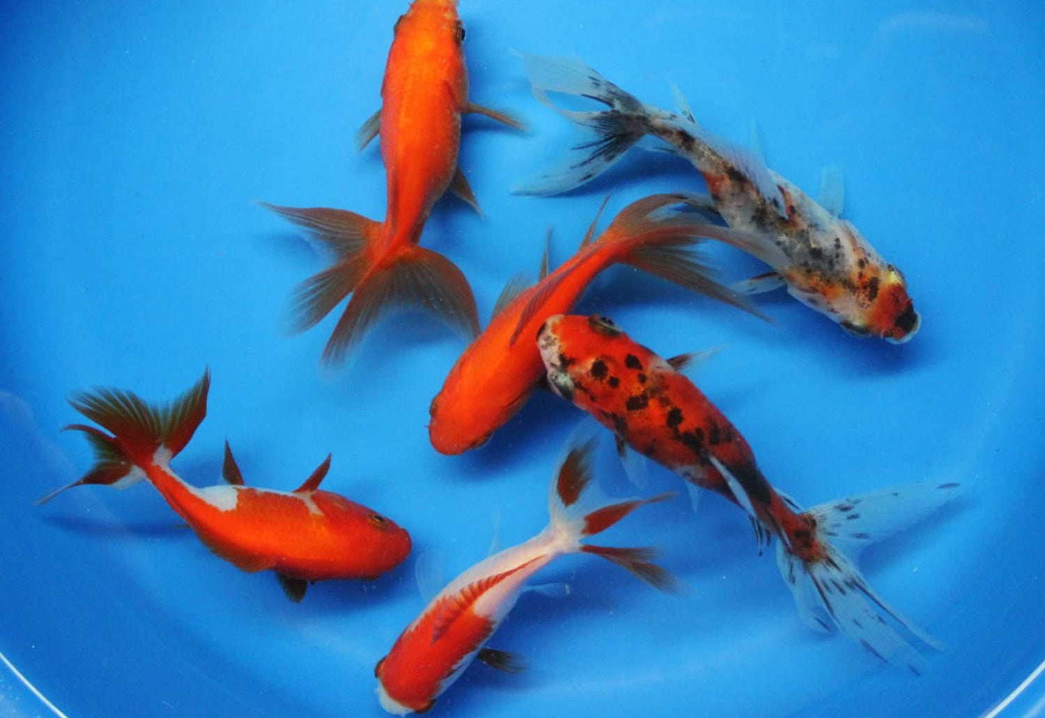 6 Pack 3-4 inch Fantail Goldfish (Free Shipping)