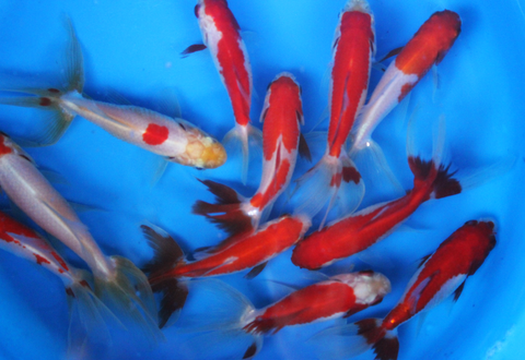 Red and White Fantail Goldfish