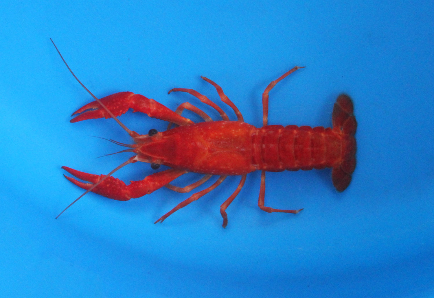 2-3 inch Red Crayfish