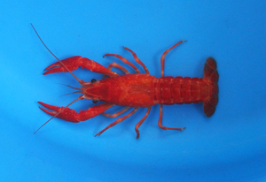2-3 inch Red Crayfish