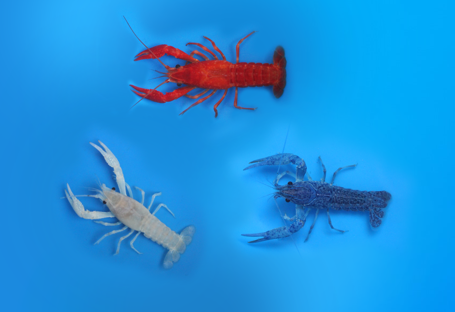 3 Pack Craw - Red White Blue